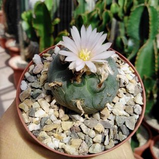 Lophophora williamsii texensis