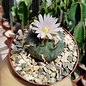 Lophophora williamsii texensis