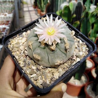 Lophophora williamsii texensis