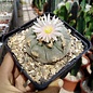 Lophophora williamsii texensis