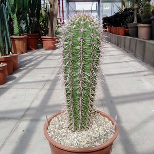 Pachycereus pringlei Cardon L