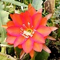 Epiphyllum-Hybr. Elise Häfner