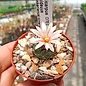 Turbinicarpus lilinkeuideuus      CITES, not outside EU