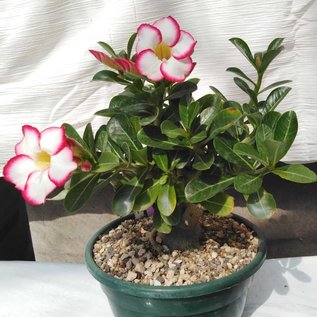 Adenium obesum  cv. Picotee XL