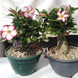 Adenium obesum  cv. Picotee XL