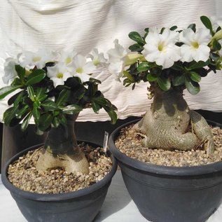 Adenium obesum  cv. `Pure White` XL