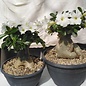 Adenium obesum  cv. `Pure White` XL