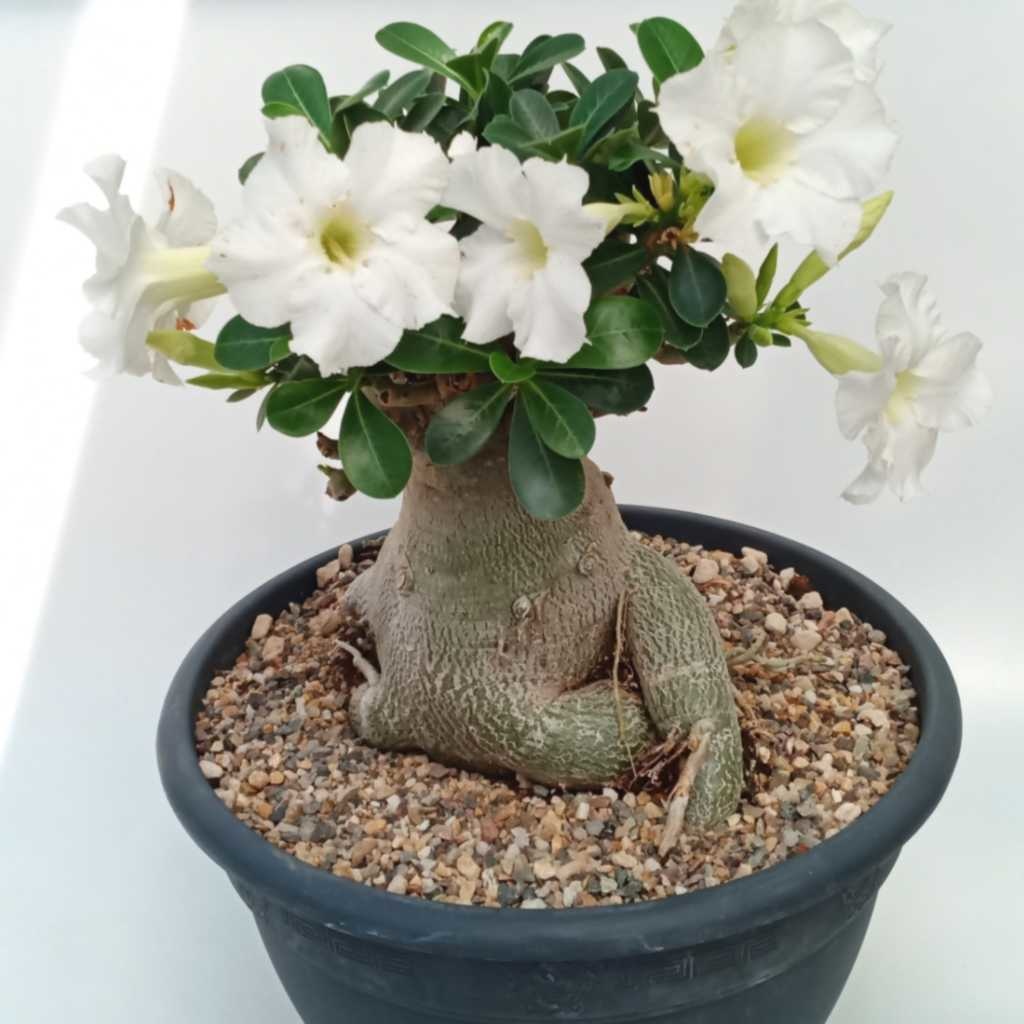 Adenium obesum cv. Pure White XL Uhlig Kakteen more