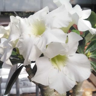 Adenium obesum  cv. Pure White