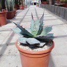 Agave titanota  cv. White Ice