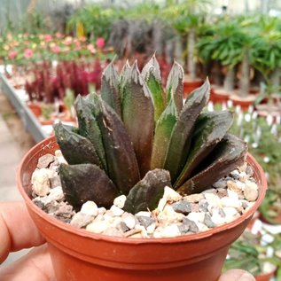 Haworthia maughanii x guttata