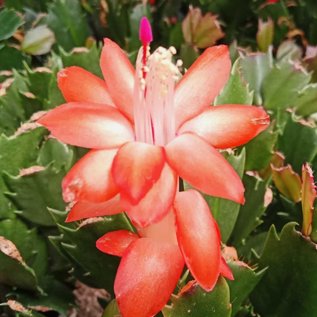 Schlumbergera-Hybr. Thor Olivia