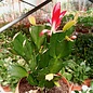 Schlumbergera-Hybr. Thor Olga