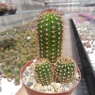 Trichocereus-Hybr. `Kahle weiß x Abendrot`