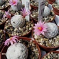 Mammillaria herrerae