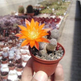 Rebutia heliosa   (syn. Aylostera)