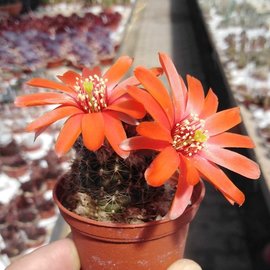 Rebutia euanthema v. andina  WR 700a Humahuaca, Jujuy