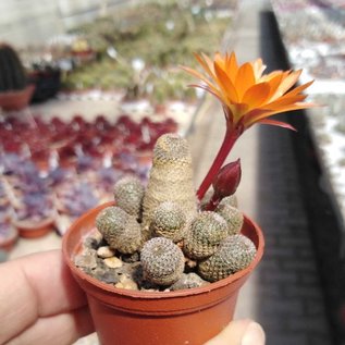 Rebutia heliosa  WR 314 Tarija to Narvaez