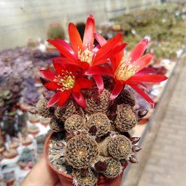 Rebutia heliosa v. condorensis cv. rubrispina lux L 401 Condor Pass, Bolivien