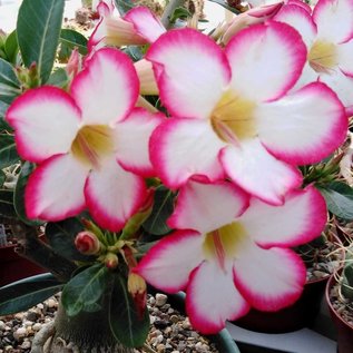 Adenium obesum  cv. Picotee XL