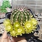 Echinocereus viridiflorus       (dw)