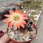 Rebutia orurensis