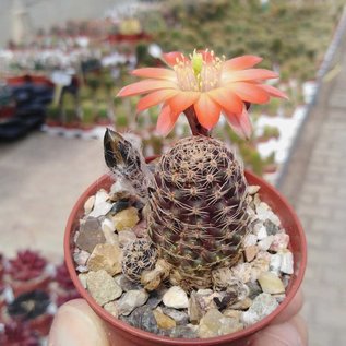 Rebutia orurensis