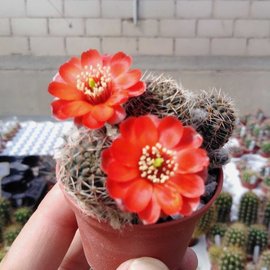 Rebutia raulii v. WR 493 Tarija, Tarija, Bolivien