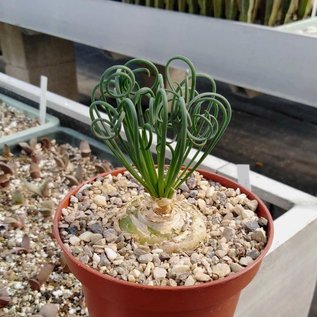 Albuca espiralis cv. Chisporroteo frisado