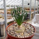 Albuca spiralis cv. Frizzle Sfrigolio