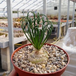 Albuca espiralis cv. Chisporroteo frisado