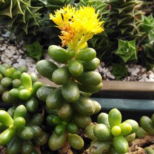 Sedum hernandezii