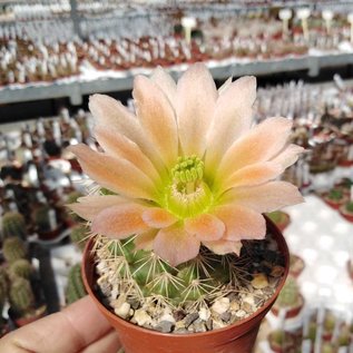 Echinocereus X roetteri