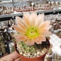 Echinocereus X roetteri