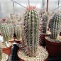 Pachycereus pringlei Cardon