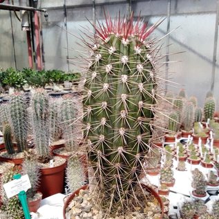 Pachycereus pringlei Cardon