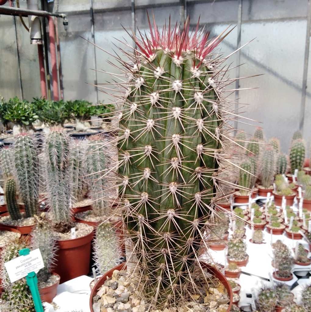 Pachycereus pringlei Cardon Uhlig Kakteen Über 5000 verschiedene Arten