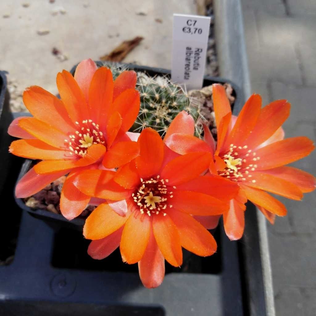 Rebutia albiareolata Uhlig Kakteen Über 5000 verschiedene Arten