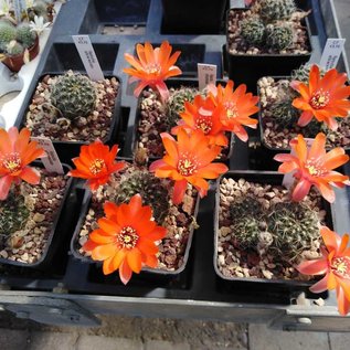 Rebutia albiareolata