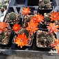 Rebutia albiareolata