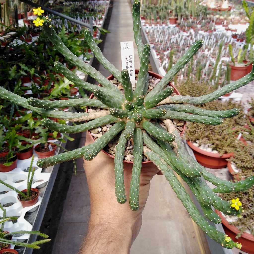 【特価爆買い】Euphorbia inermis サボテン