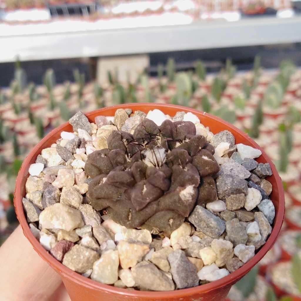 Neochilenia occulta Uhlig Kakteen Über 5000 verschiedene Arten