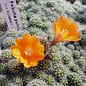 Rebutia pulvinosa