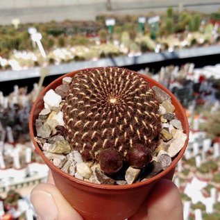 Sulcorebutia tiraquensis v. totorensis fa.  HS 151 Siles, Totora - Omereque, km 23, 2800 m