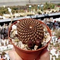 Sulcorebutia tiraquensis v. totorensis fa.  HS 151 Siles, Totora - Omereque, km 23, 2800 m