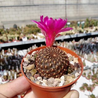 Sulcorebutia tiraquensis v. totorensis fa.  HS 151 Siles, Totora - Omereque, km 23, 2800 m