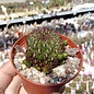 Sulcorebutia fischeriana  VS 462