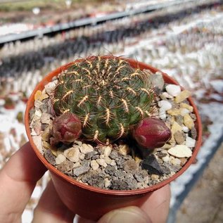 Sulcorebutia heinzii  HS 151a Totora - Omereque, km 34, 2800 m