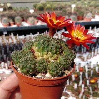 Sulcorebutia tarabucoensis v. HS 125a Cordillera Mandinga, SW Zudañez, 2700 m