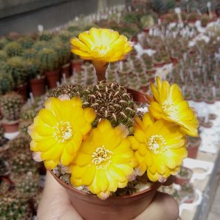 Sulcorebutia tuberculata-chrysantha  WK 300 Aguirre, Cochabamba - Colomi, km 35, 3600 m